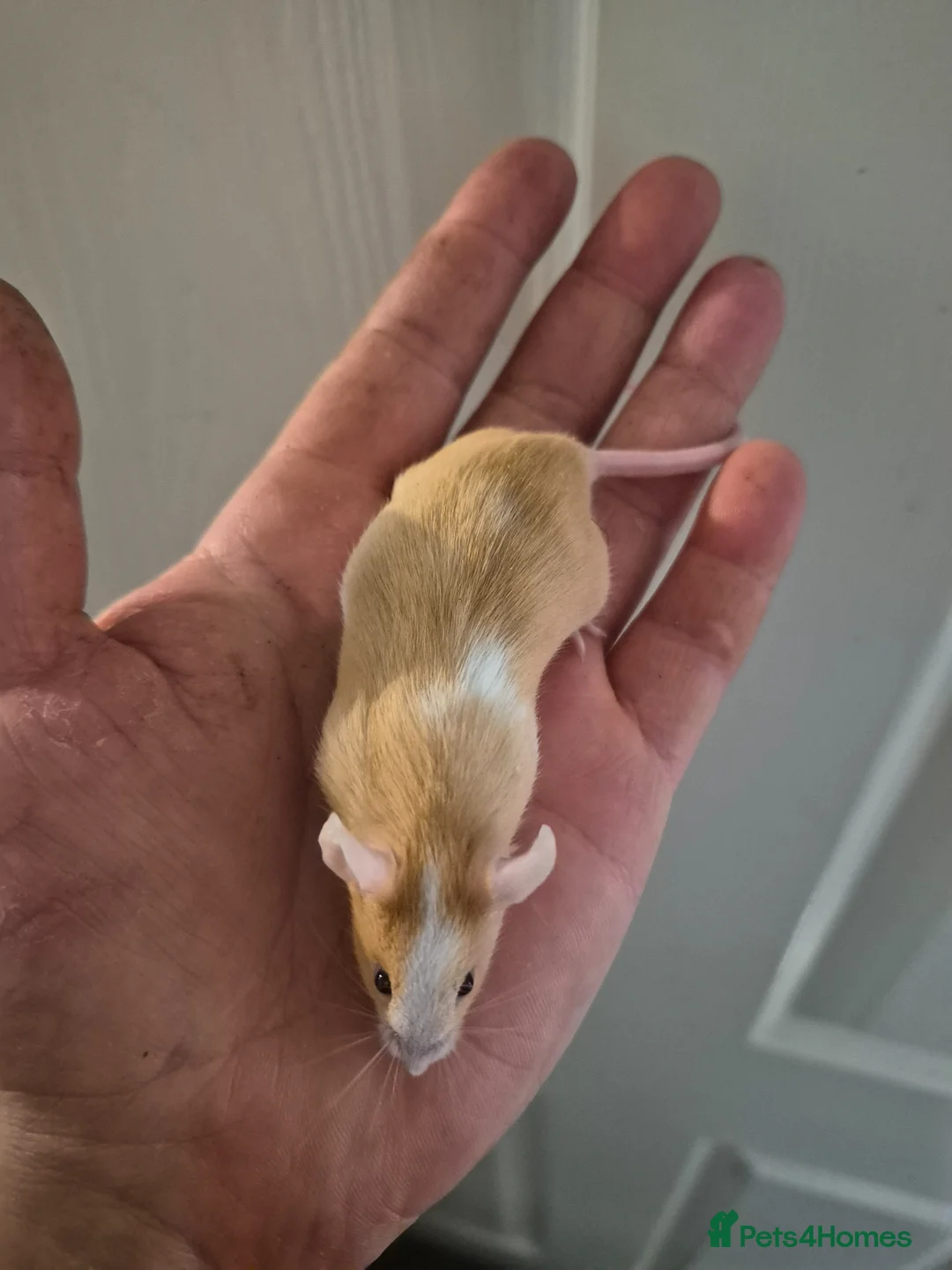 Mouse rodents for sale: 4 Cute Fancy Mice - Advert 2