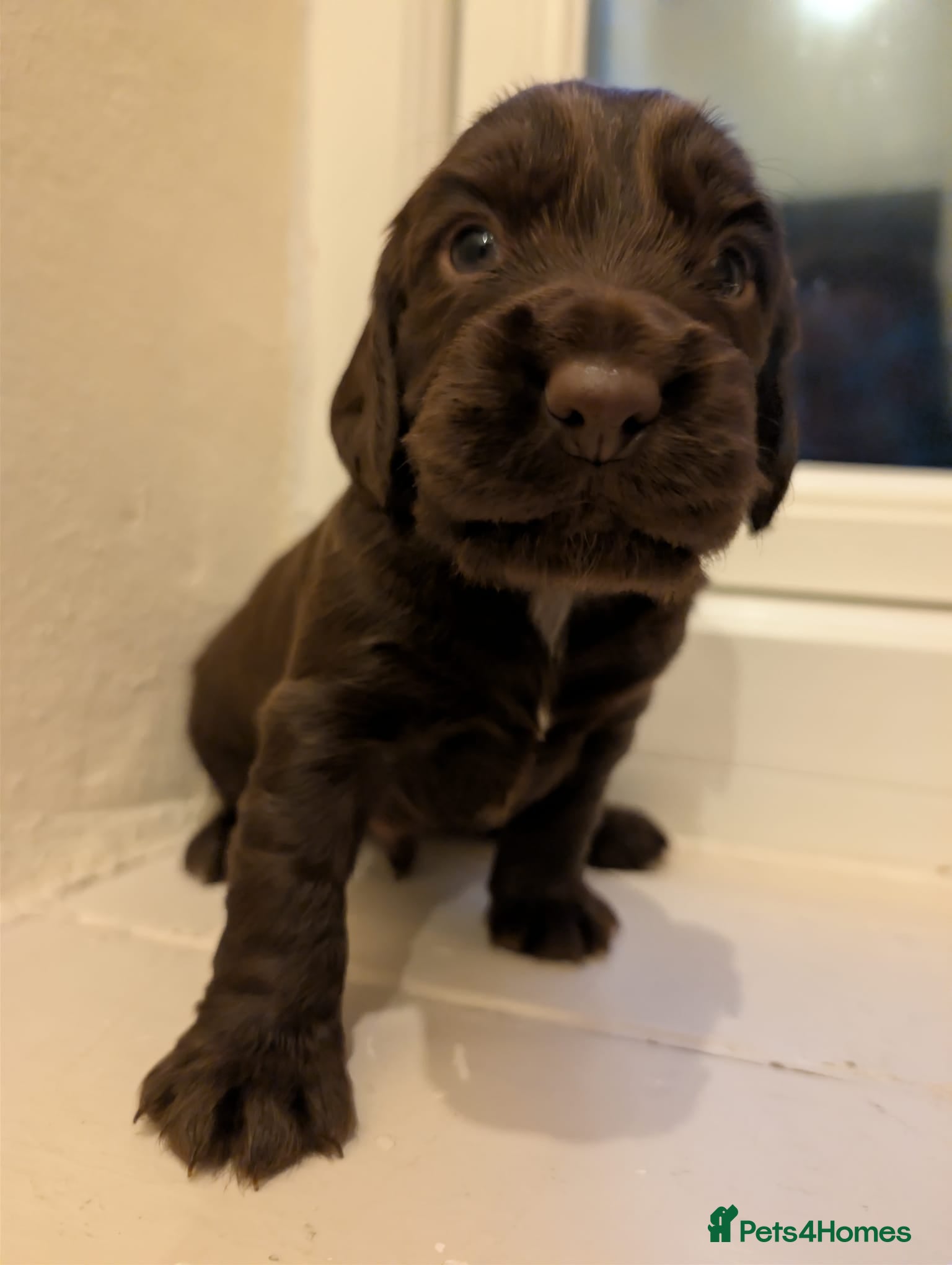 Cocker Spaniel dogs 🐾 COCKER SPANIEL PUPPIES  - Advert 2