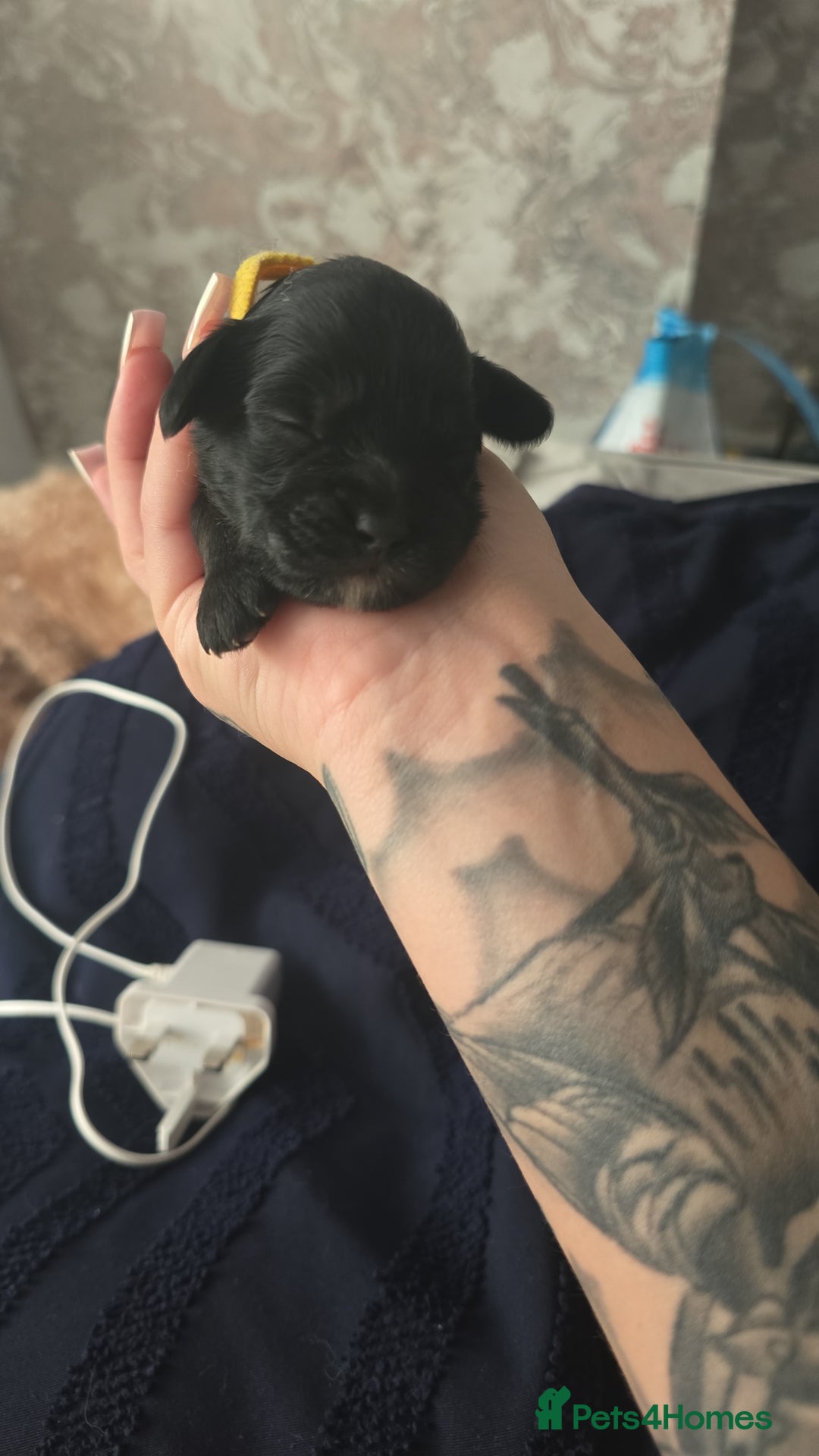 Cockapoo dogs for sale: Stunning American Cockapoos  - Image 20