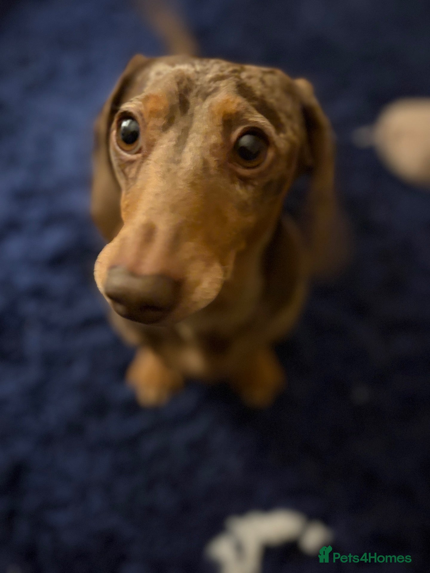 Miniature Dachshund dogs Richmond the sausage -KC Reg-DNA tested,Proven - Advert 13