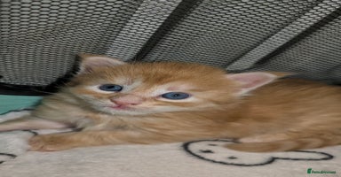 Maine Coon cats - Advert 8