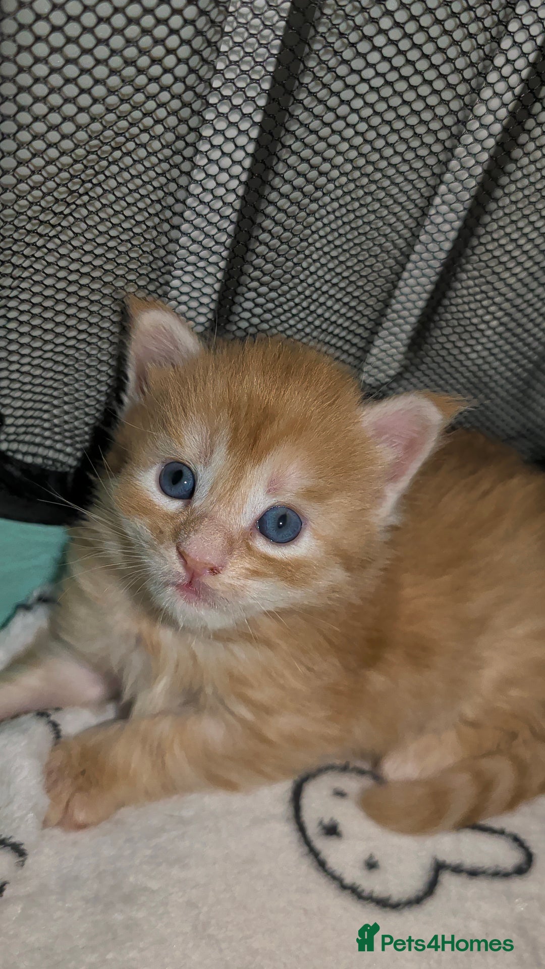 Maine Coon cats for sale: Exceptional Red Silver Tabby Maine Coon Male - Image 2