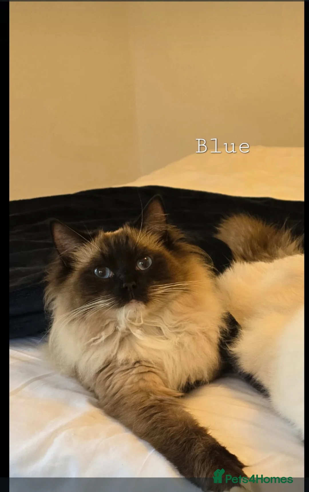 Ragdoll cats for sale: 5 Beautiful Ragdolls  - Advert 6