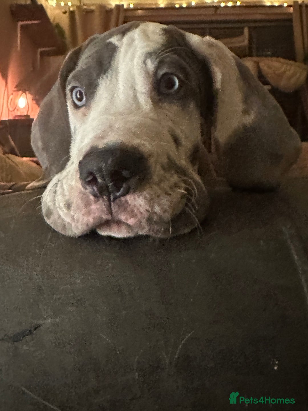 Great Dane dogs for sale: Reduced***** KC registered blue Great Dane puppies - Advert 31