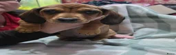 Mixed Breed dogs for sale: Miniature dachshund cross puppies  in Halesowen - Advert 10