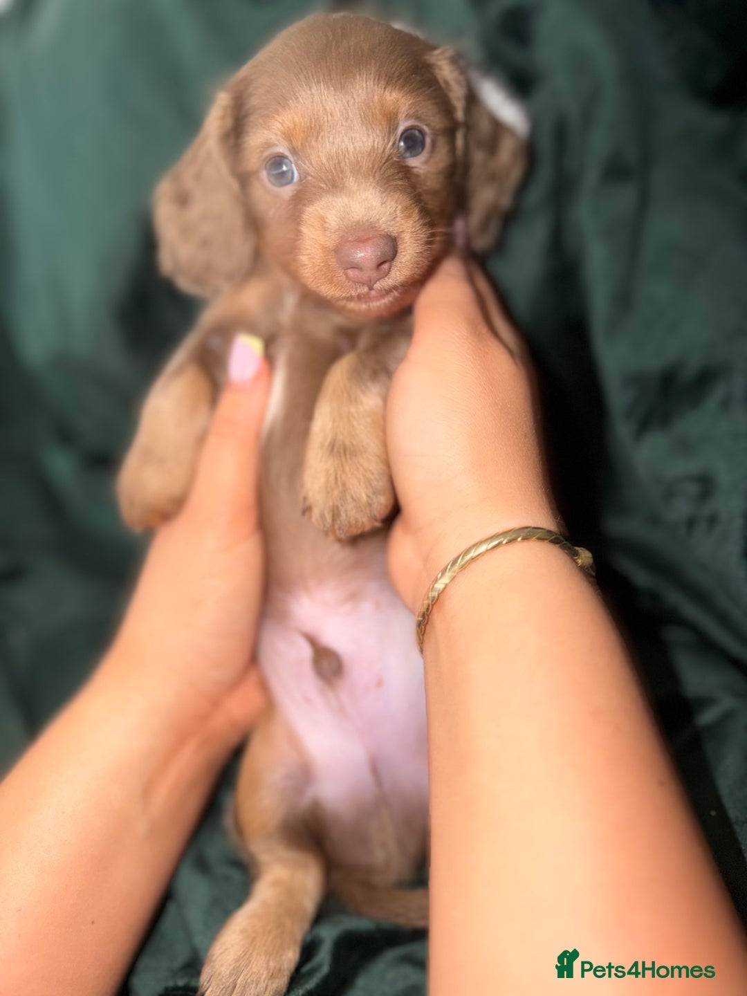 Miniature Dachshund dogs for sale: Fluffy Miniature Dachshund - Advert 8