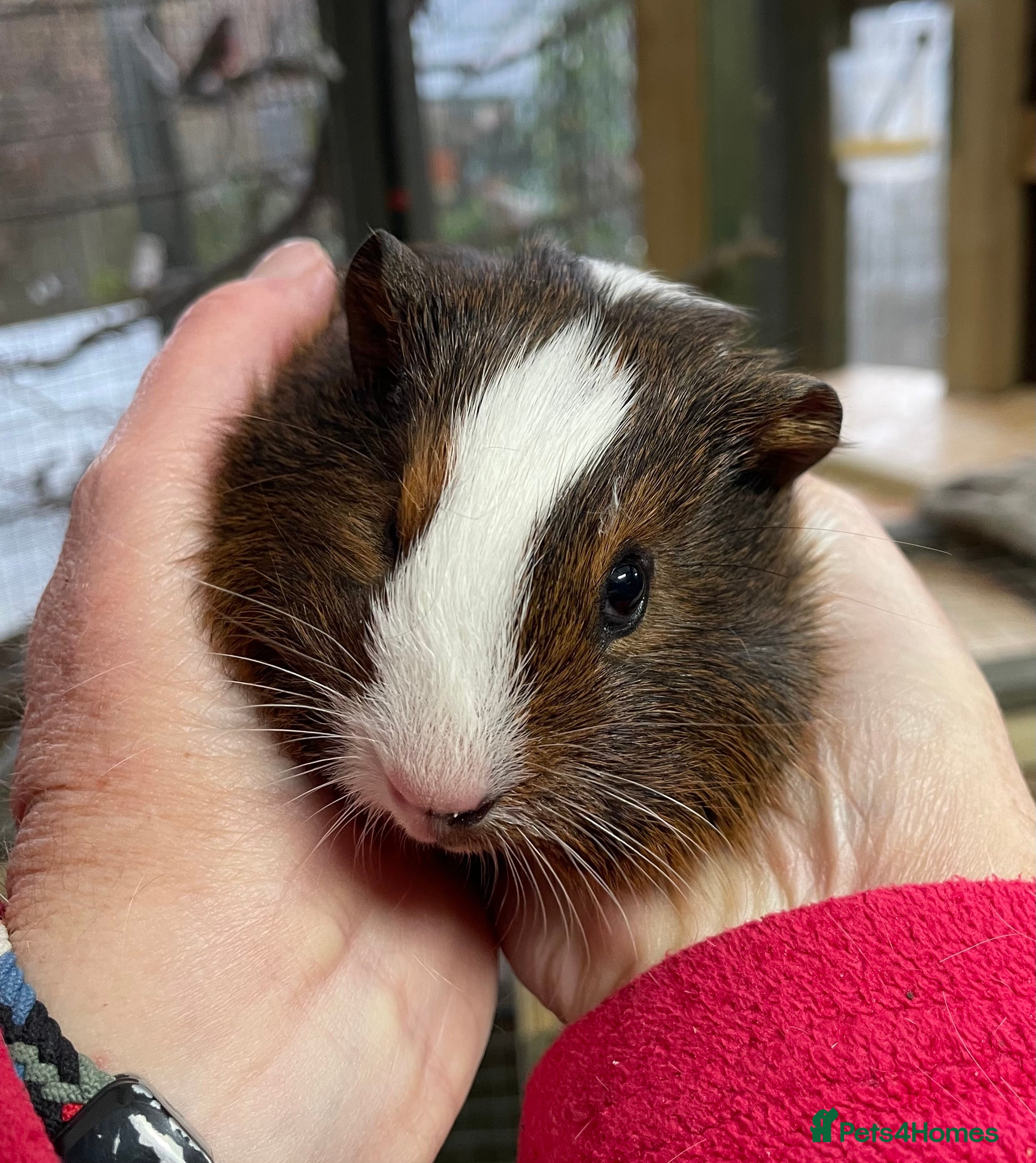 Guinea Pig rodents Bonded pair of baby guinea pigs - Advert 14