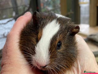 Guinea Pig rodents Bonded pair of baby guinea pigs - Advert 19