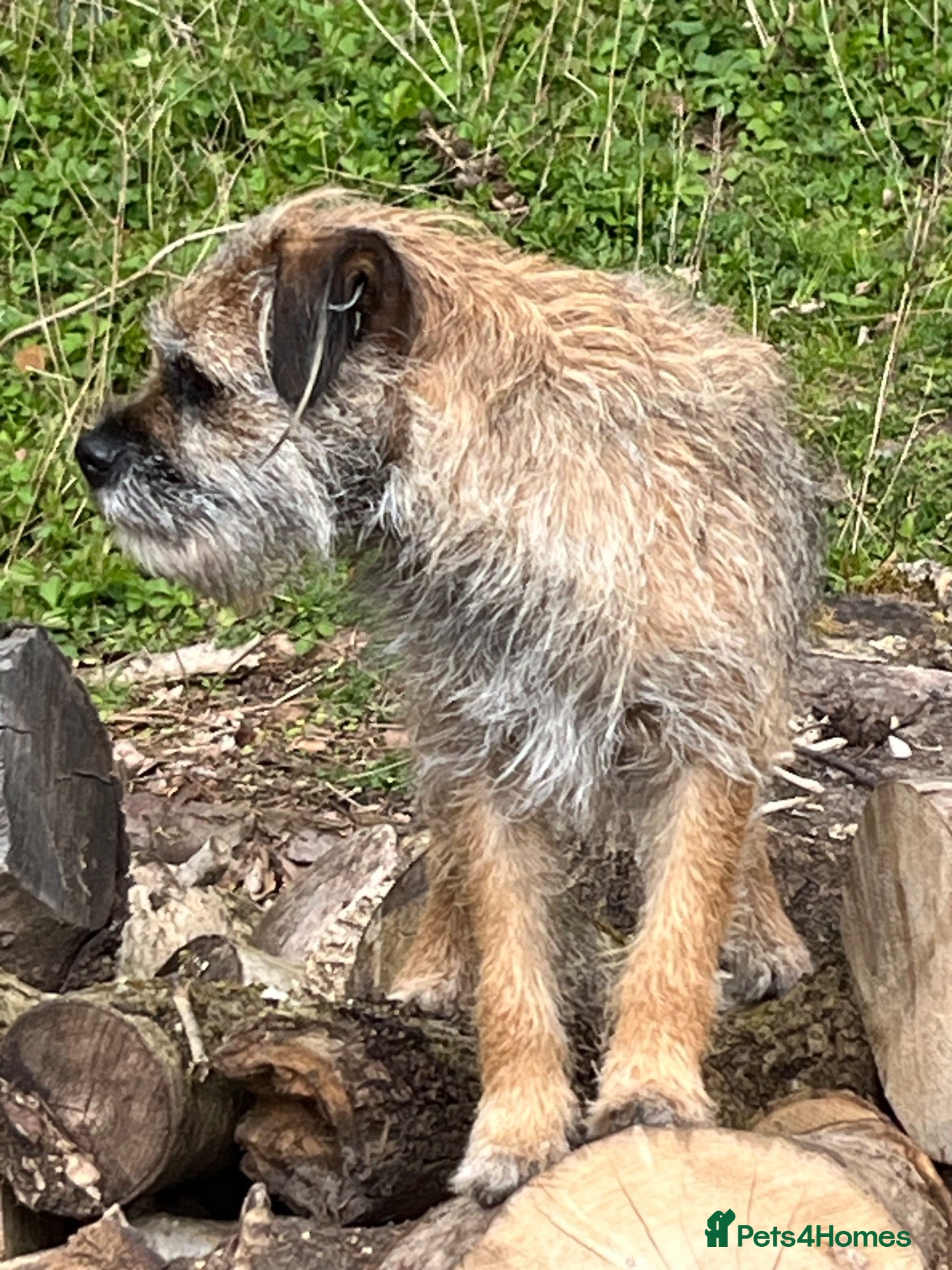 Border Terrier dogs 5 Border Terrier Puppies - Advert 3