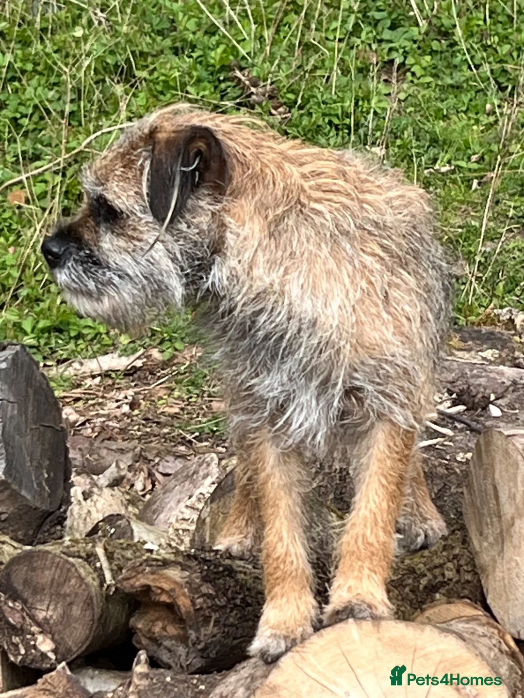 Border Terrier dogs for sale: 5 Border Terrier Puppies - Advert 1