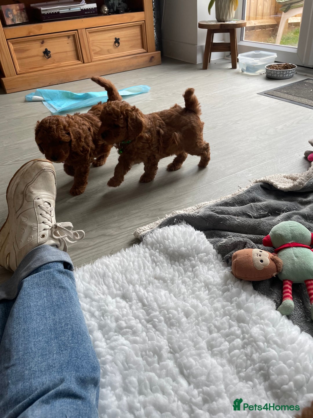 Cavapoo dogs for sale: Cavapoo Puppies  - Image 8