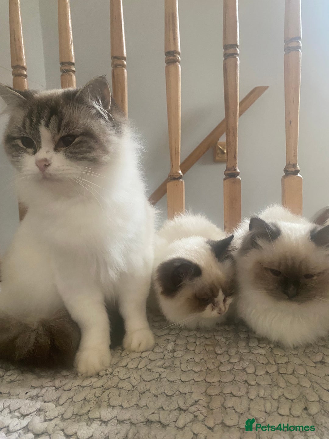 Ragdoll cats for sale: 🐾 adorable ragdoll kittens for sale 🐾  - Image 14