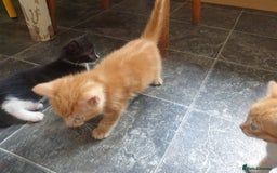 Mixed Breed cats for sale: Adorably beautiful kitten - Image 11