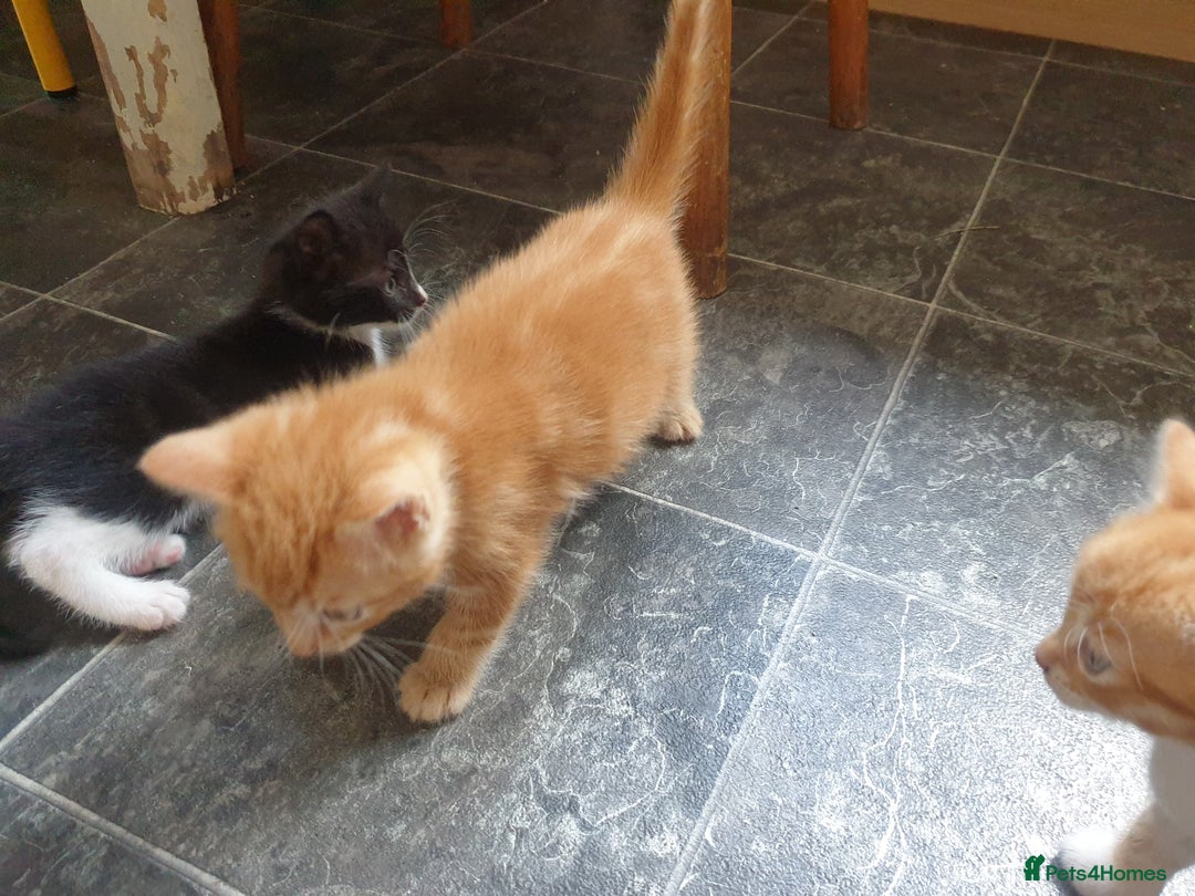 Mixed Breed cats for sale: Adorably beautiful kitten - Image 11