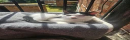 Mixed Breed cats for sale: Kittens  - Advert 12