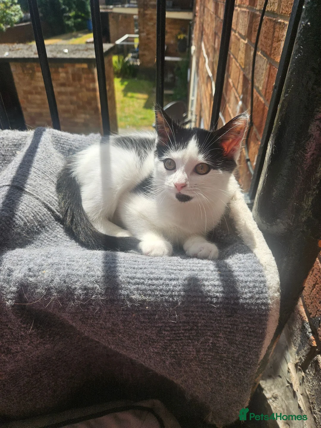 Mixed Breed cats for sale: Kittens  - Advert 12