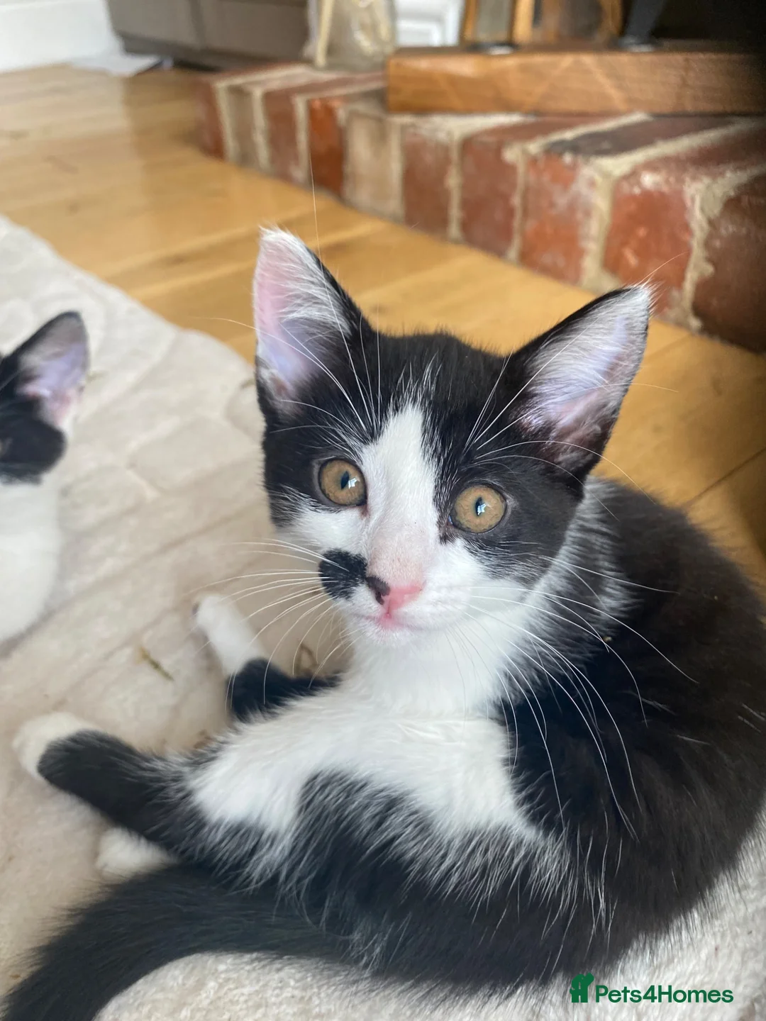 British Shorthair cats for sale: Beautiful kittens ready now - Advert 5