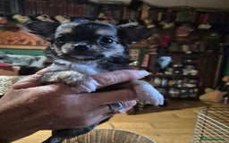 Chihuahua dogs for sale: Chihuahua puppies  - Image 4