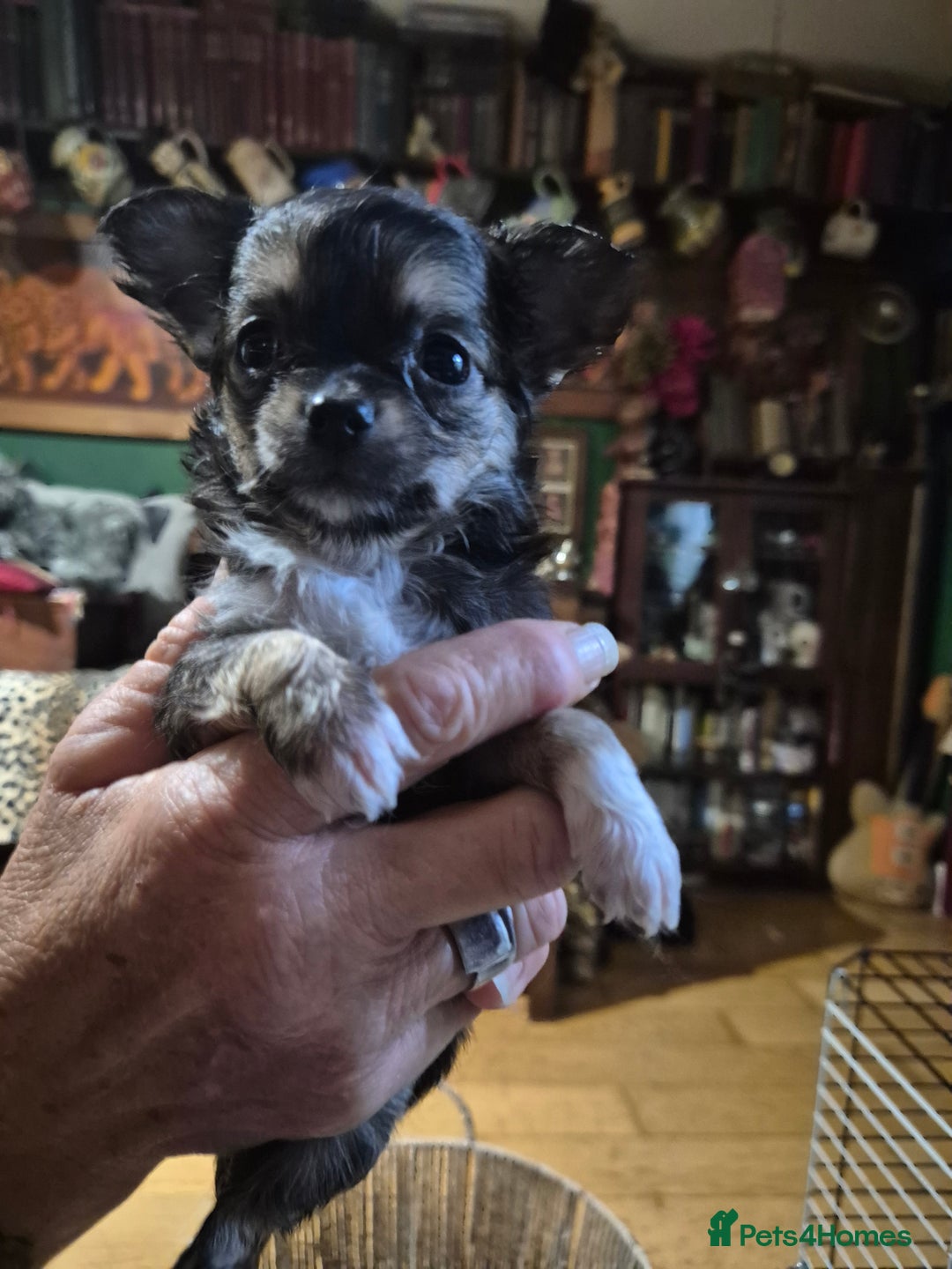 Chihuahua dogs for sale: Chihuahua puppies  - Image 4