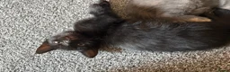 Mixed Breed cats for sale: 2 kittens  - Advert 3