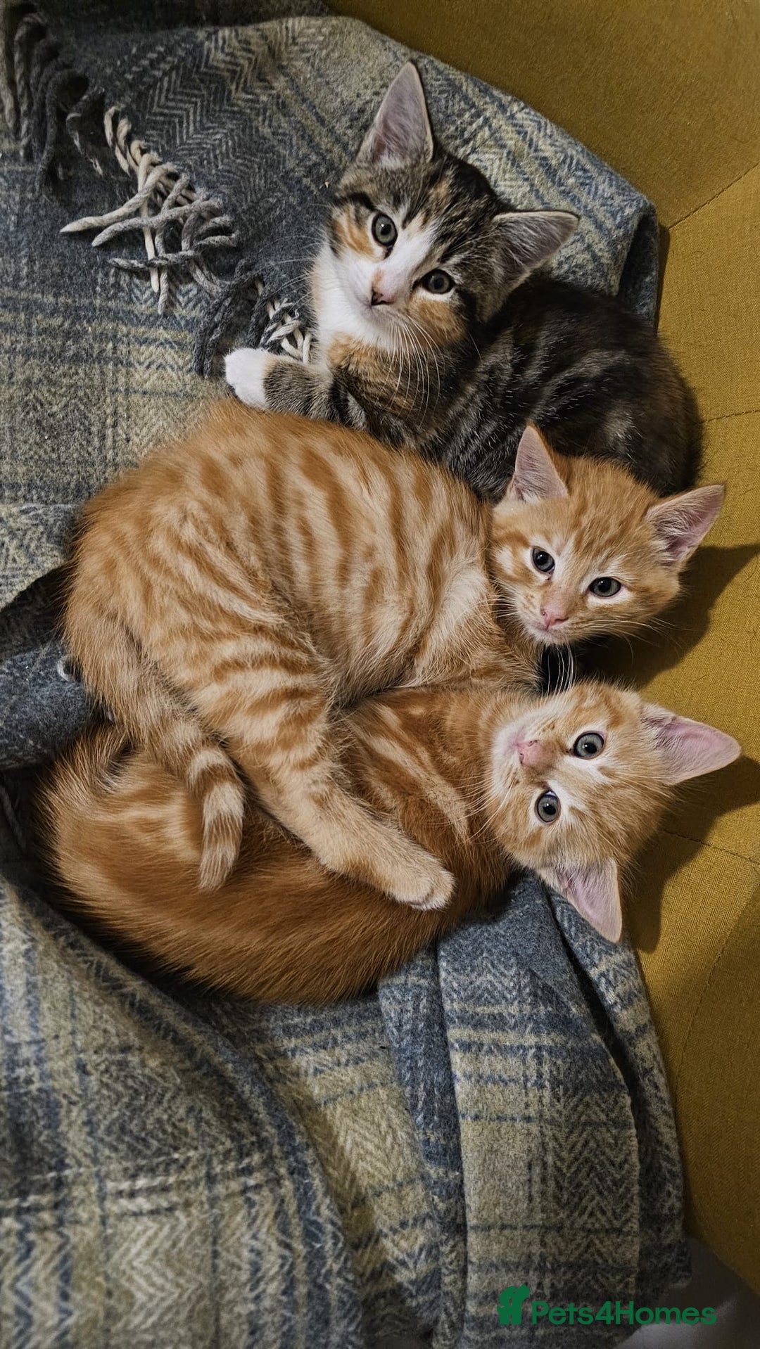 Domestic Shorthair cats for sale: All kittens now gone - Advert 6