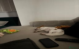 Chihuahua dogs for sale: 11 month old Chihuahua for sale  - Image 6