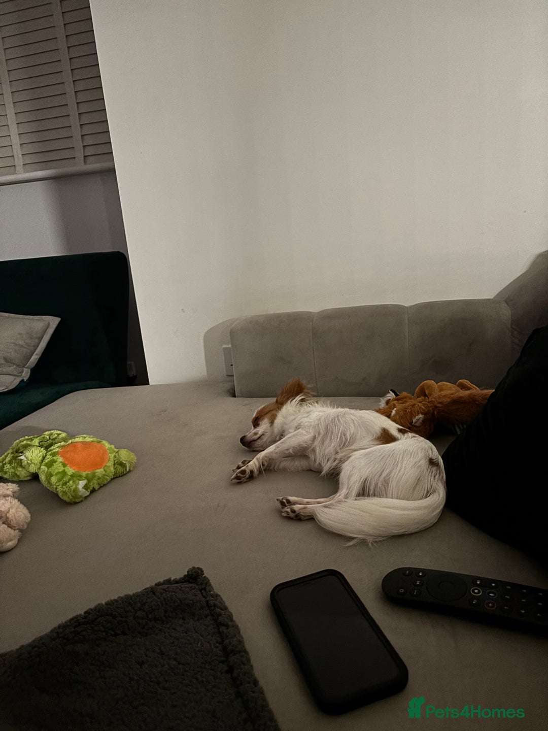 Chihuahua dogs for sale: 11 month old Chihuahua for sale  - Image 6