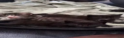 Mixed Breed cats for sale: 5 Beautiful Kittens For sale in Preston - Advert 3