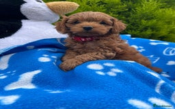 Cockapoo dogs for sale: F1b Cockapoo Puppies Ready Soon for Loving Homes - Image 28