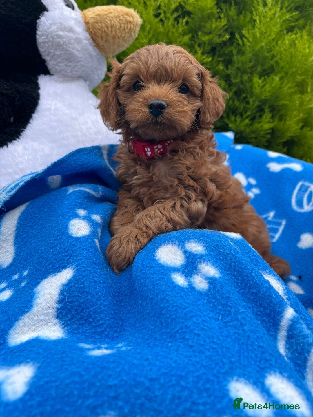 Cockapoo dogs for sale: F1b Cockapoo Puppies Ready Soon for Loving Homes - Image 28