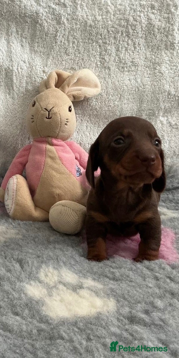 Miniature Dachshund dogs 🤩4 stunning miniature dachshund 🤩 - Advert 5
