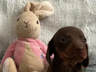 Miniature Dachshund dogs 🤩4 stunning miniature dachshund 🤩 - Advert 5