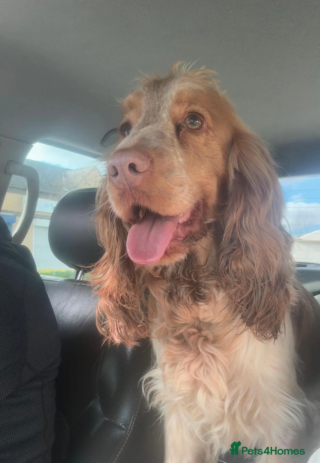 Cocker Spaniel dogs for sale: Beautiful arna  in Sheffield - Advert 13