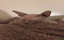 Sphynx cats for sale: 3yr old female Sphynx - Image 4