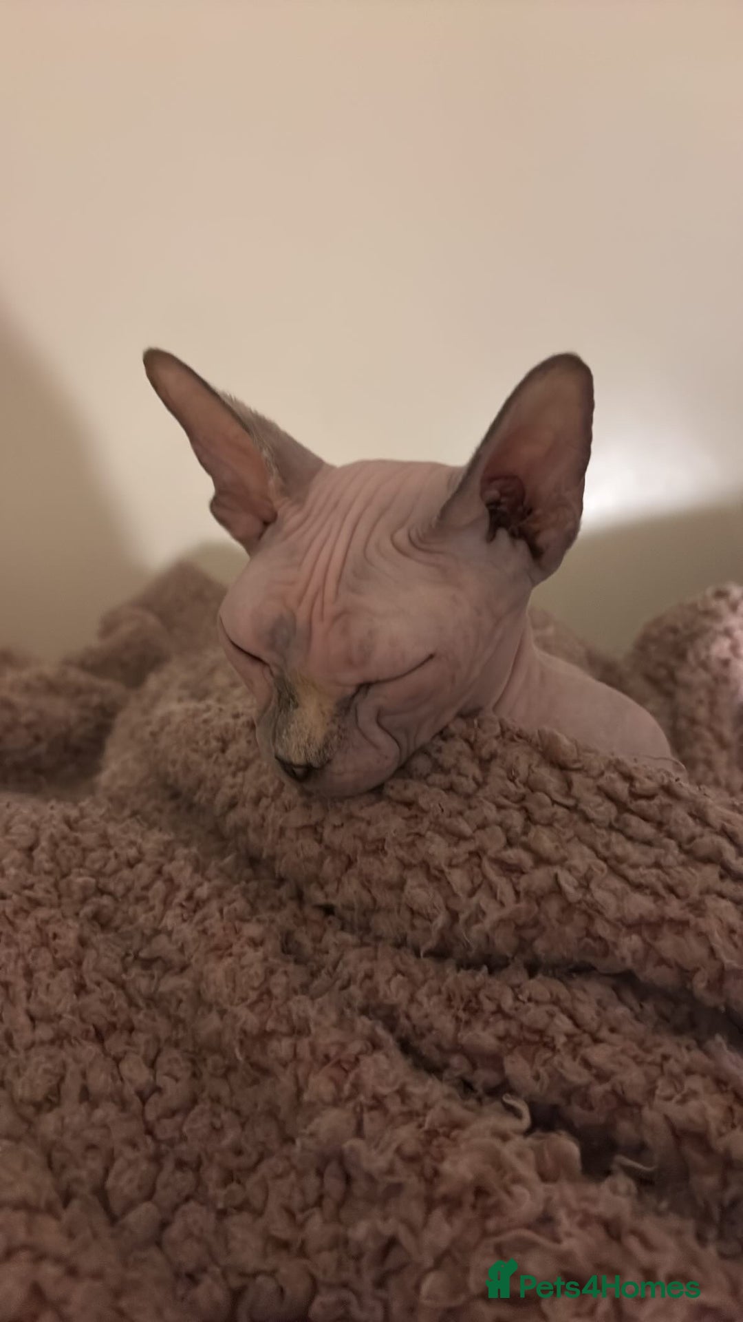 Sphynx cats for sale: 3yr old female Sphynx - Image 4
