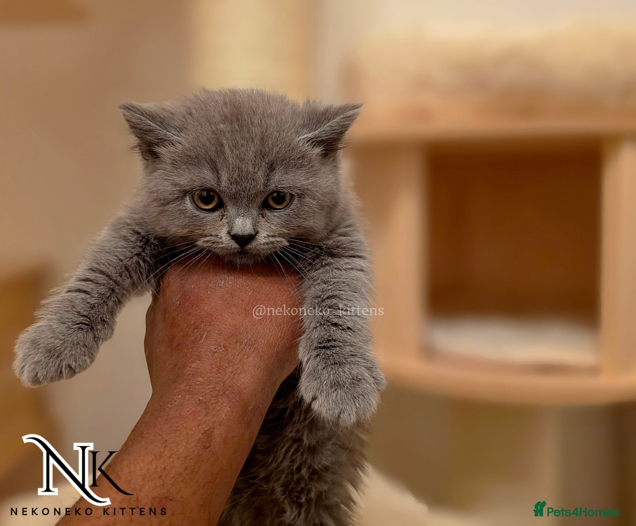 British Shorthair cats Ready to leave in 2 weeks GCCF REG BSH KITTENS  - Advert 1