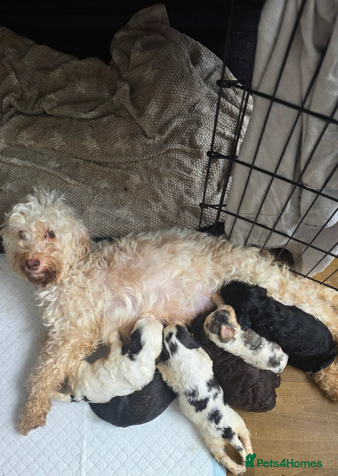 Cockapoo dogs for sale: Beautiful cockapoo puppies  - Advert 2