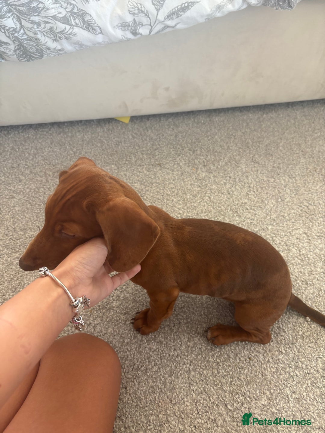 Dachshund dogs for sale: Miniature Dashound - Image 6