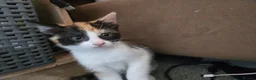 Mixed Breed cats for sale: 2 male 2 female Kittens - Advert 3