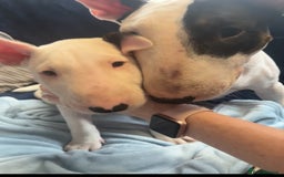 English Bull Terrier dogs for sale: English bull terrier puppies  - Image 10
