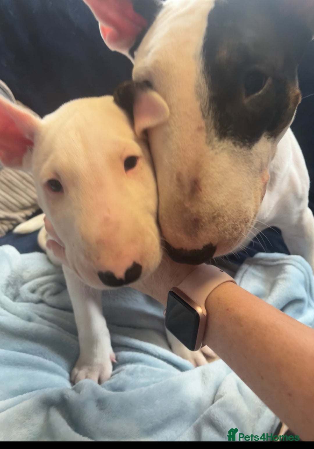 English Bull Terrier dogs for sale: English bull terrier puppies  - Image 10