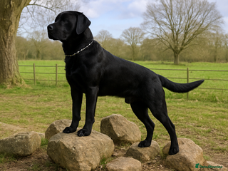 Cane Corso dogs Beautiful Black Cane Corso for Stud in Batley - Advert 4