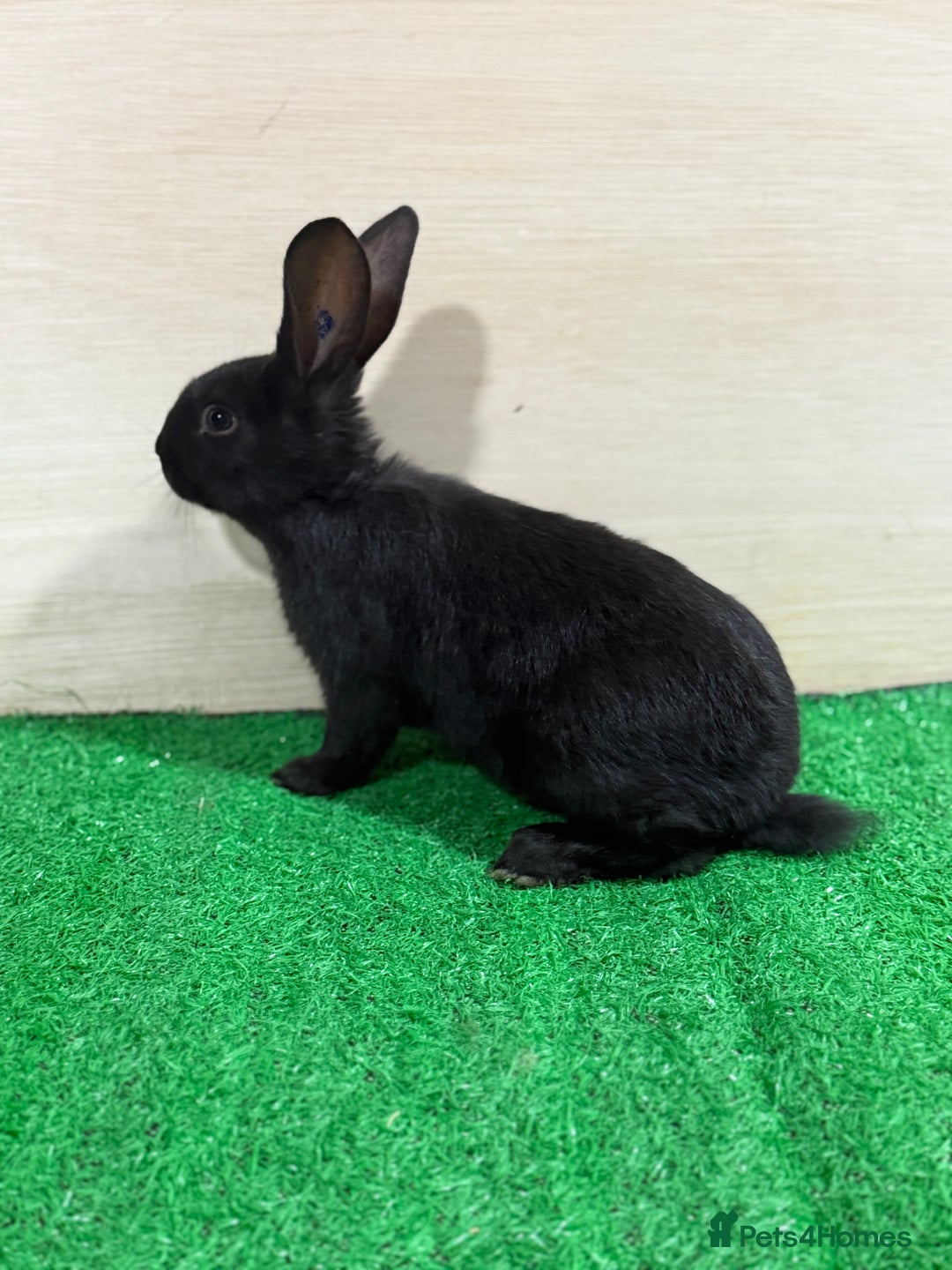 French Lop rabbits for sale: Lop x Californian kits ready. Does and bucks  - Advert 6