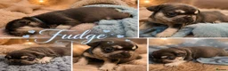 French Bulldog dogs for sale: RKC French bulldog puppy’s health tested parents  - Advert 4