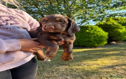 Cocker Spaniel dogs for sale: Working cocker spaniels  - Image 17