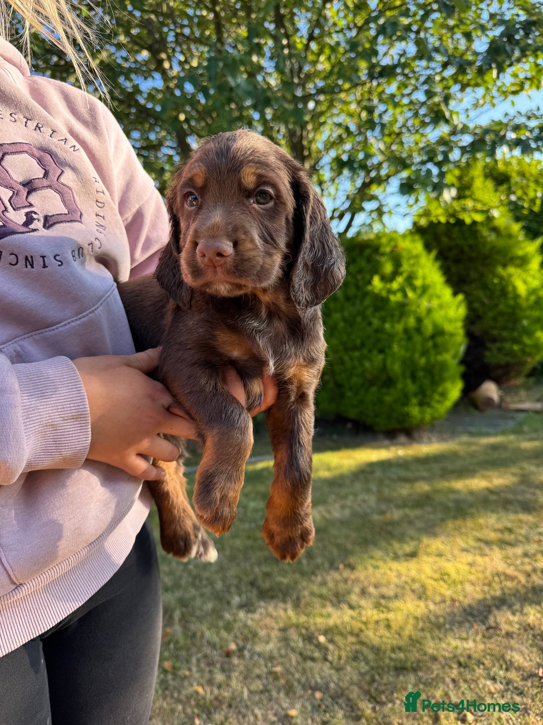 Cocker Spaniel dogs for sale: Working cocker spaniels  - Image 17