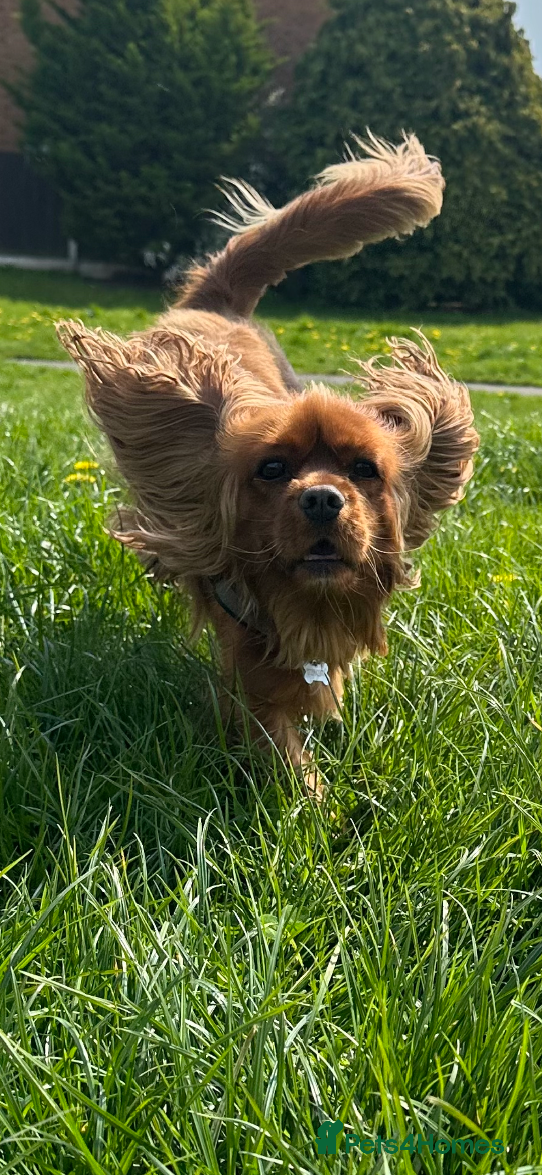 Cavalier King Charles Spaniel dogs for stud: Ruby Cavalier King Charles Spaniel for Stud duties - Image 12