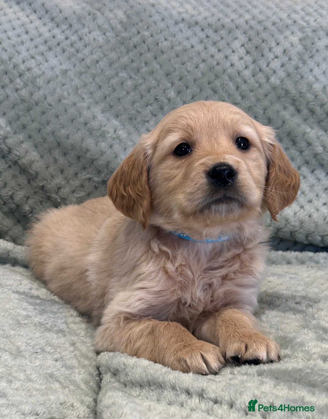 Golden Retriever dogs for sale: Quality litter of KC reg Golden Retriever Puppies  - Advert 31