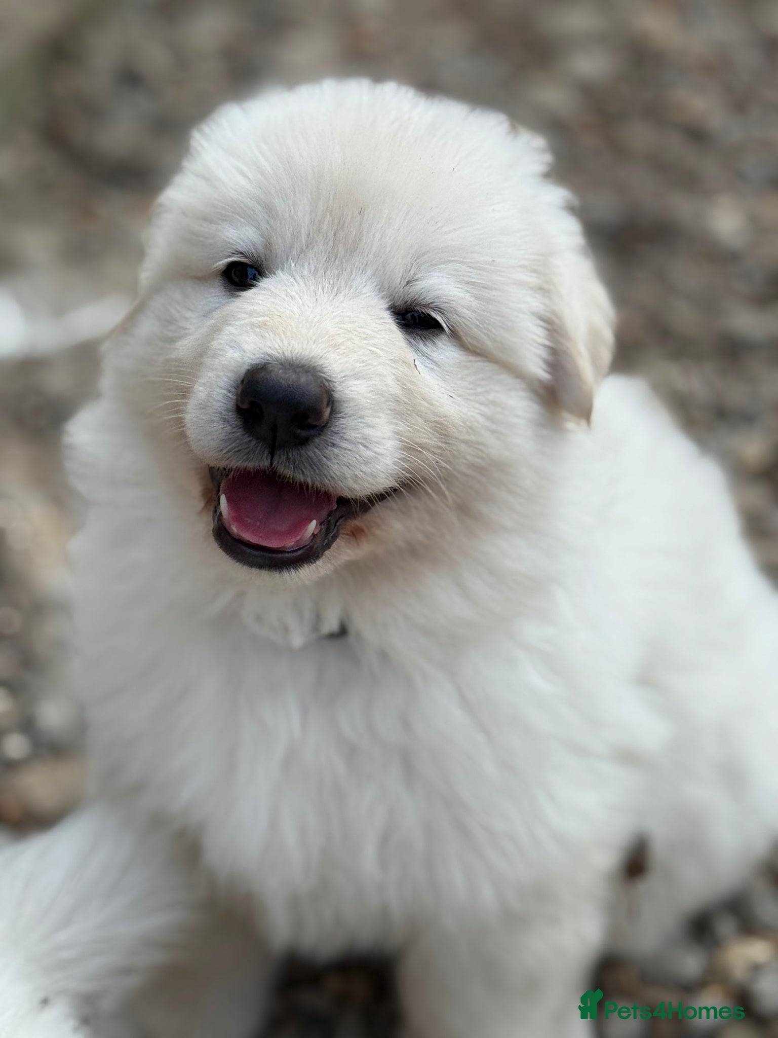 German Shepherd dogs Stunning ICE white KC long haired GSD pups  - Advert 2