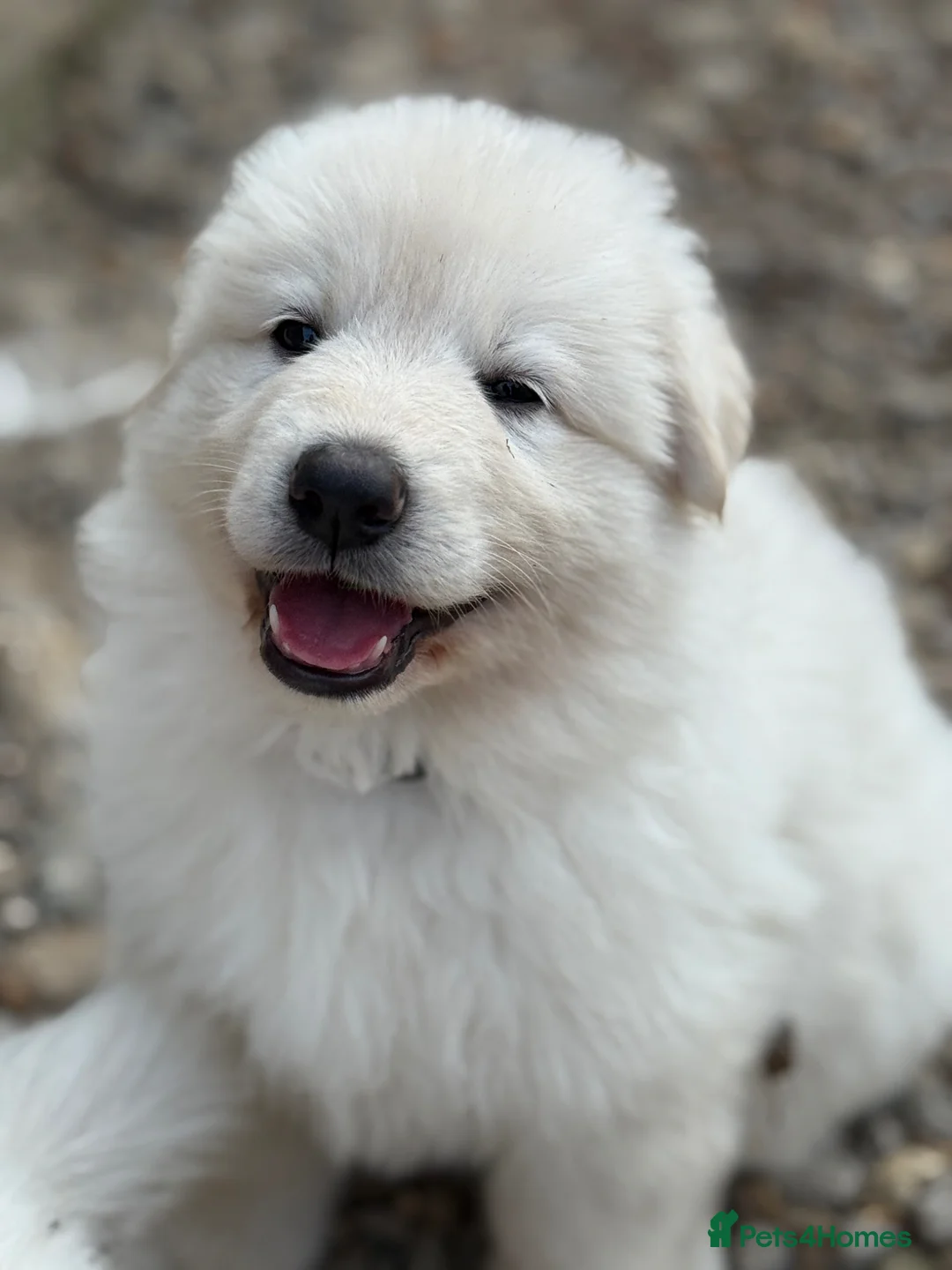 German Shepherd dogs for sale: Stunning ICE white KC long haired GSD pups  - Advert 2